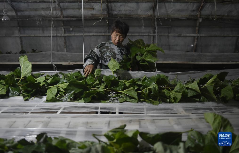 捕鱼注册送金币可下分